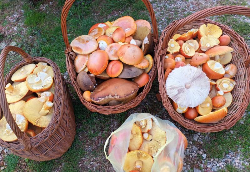 Blagva je zaštićena i kod nas Sve što niste znali o najboljoj bh