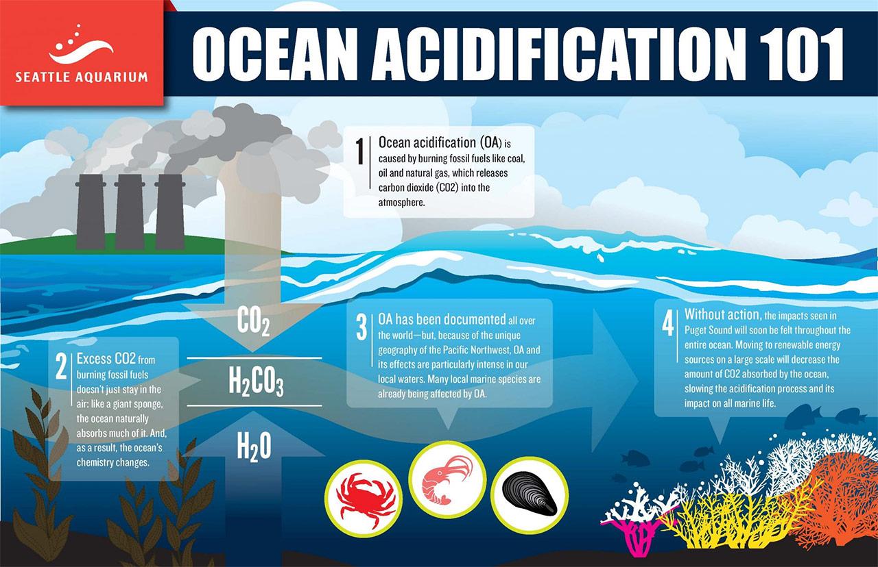 Zakiseljavanje oceana uzrokovano je viškom atmosferskog CO2 iz emisije fosilnih goriva koji se probija u ocean, gdje kemijske reakcije povećavaju kiselost vode - Ubrzano raste zakiseljavanje oceana, problem čije je dalekosežne posljedice teško pojmiti