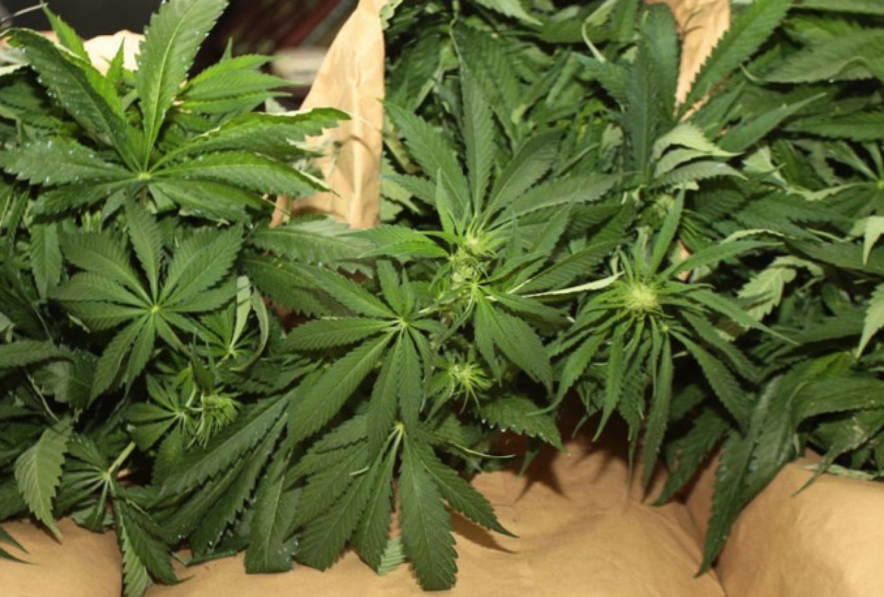 Iz BiH u RH prokrijumčarili preko 85 kg marihuane