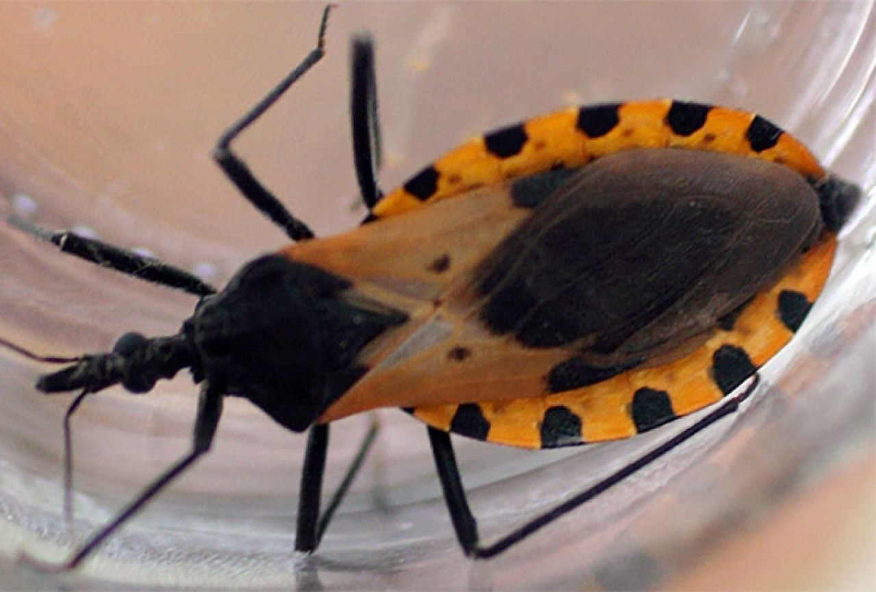 Tihi ubojica: Praživotinjski kukac širi smrtonosnu bolest SAD-om