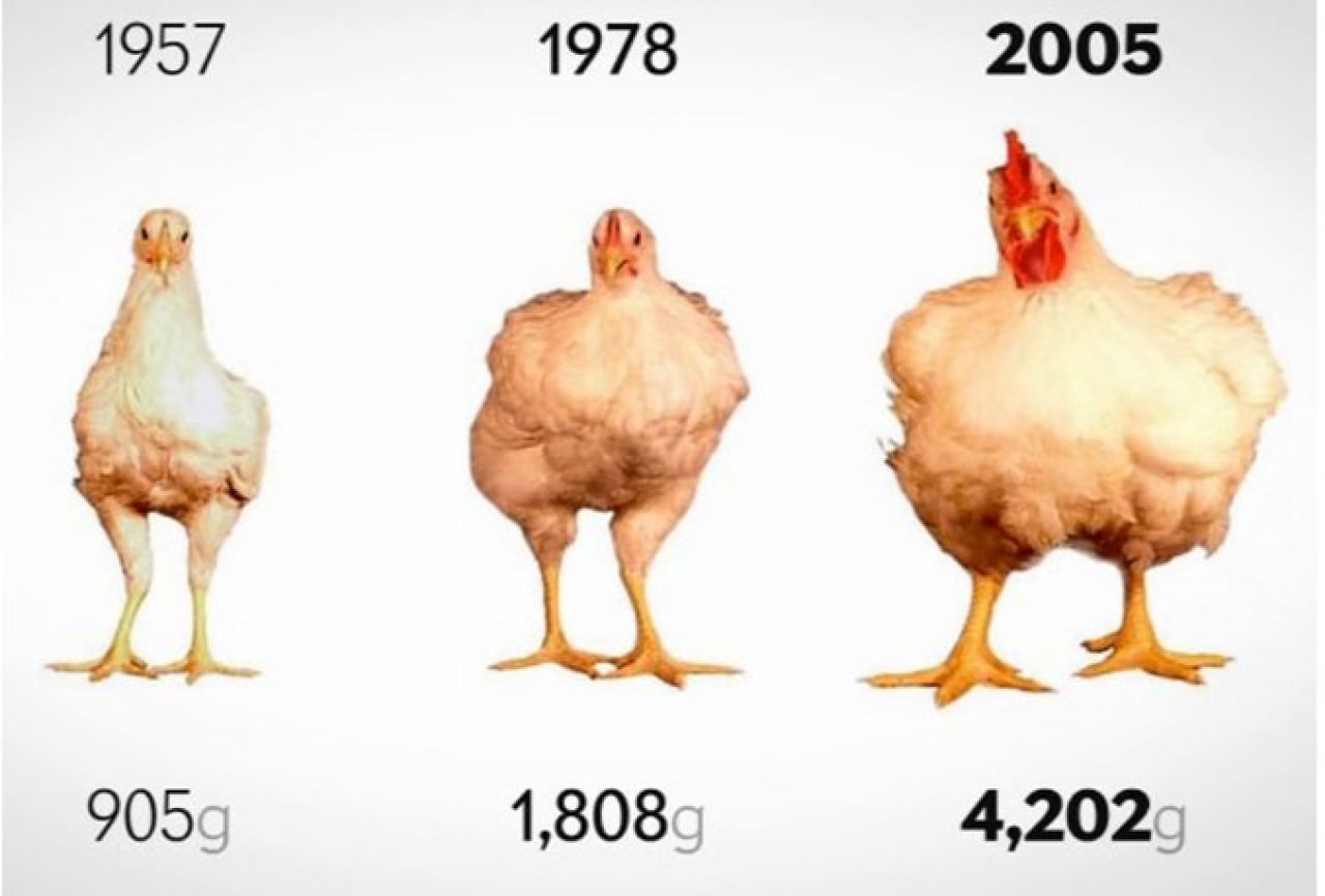 Kokoši su danas četverostruko veće nego što su bile pedesetih