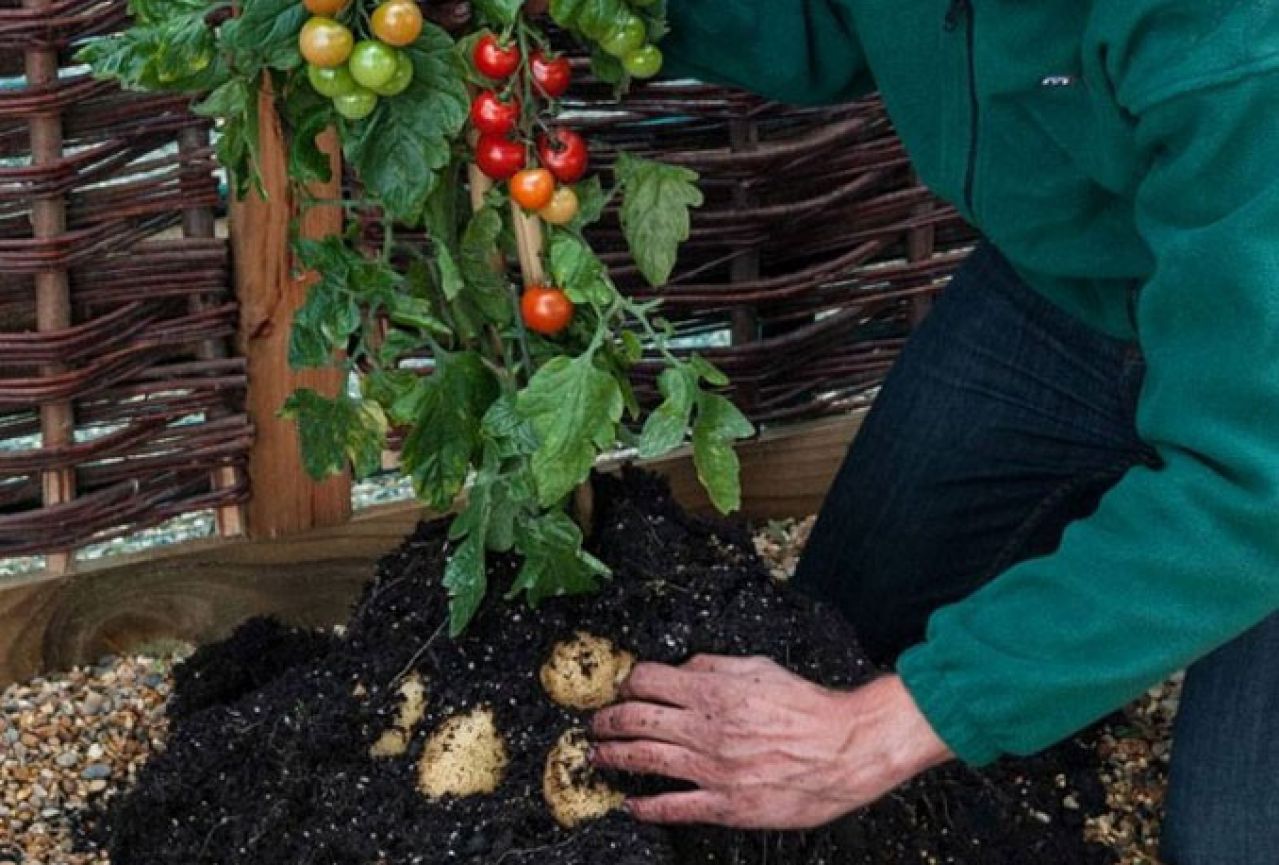 TomTato: Stvorena biljka koja daje i krumpir i rajčicu