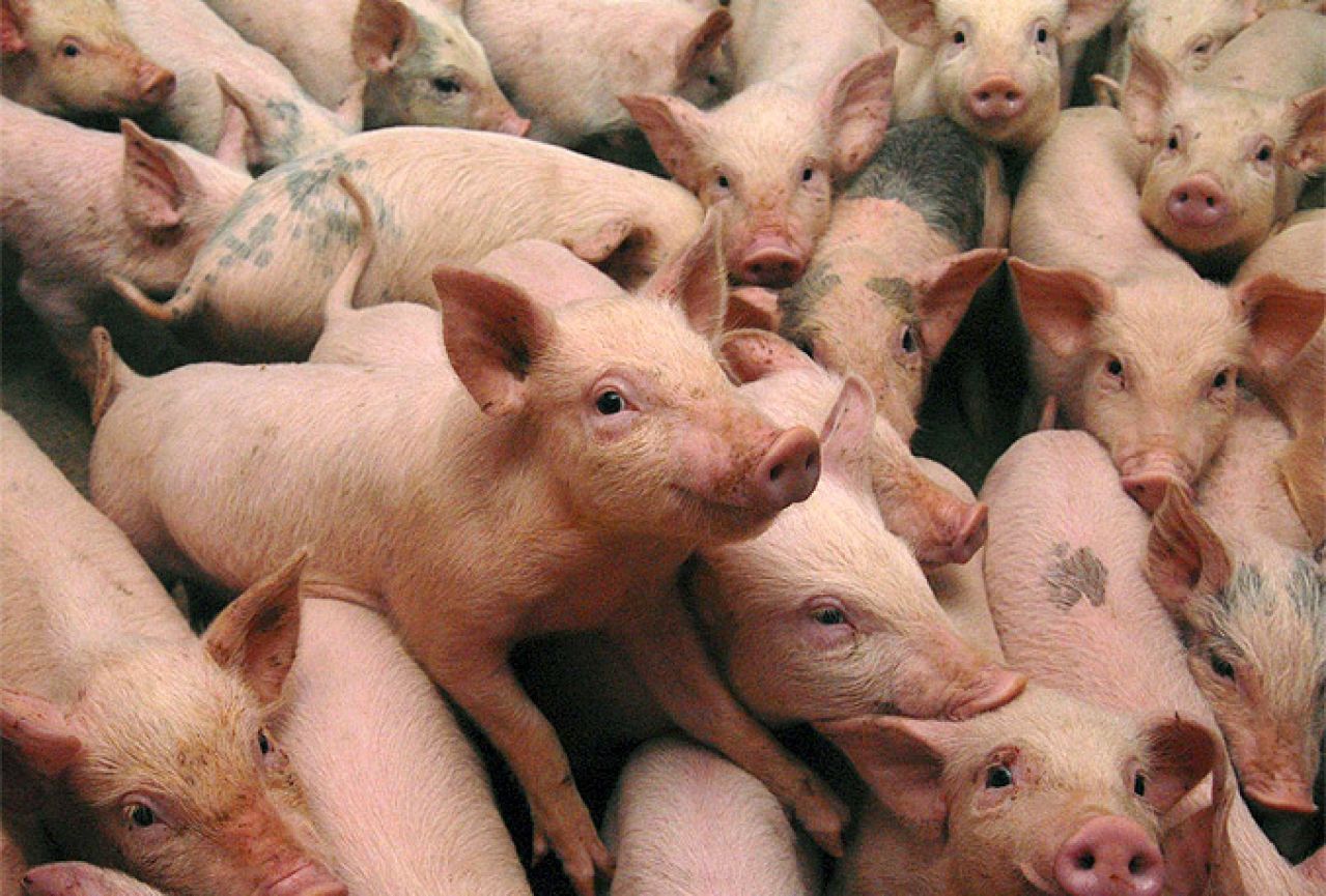 Na dosad analiziranim uzorcima svinjskog mesa nema trihineloze