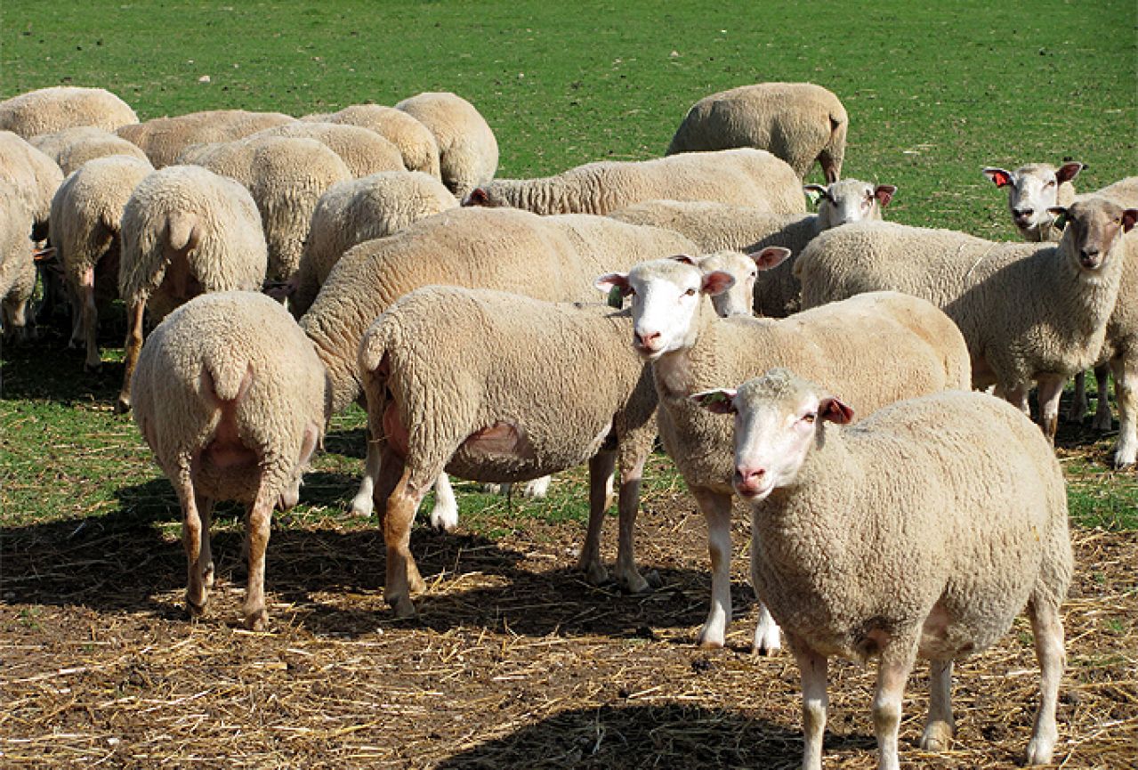 U prometnoj nesreći stradalo 300 ovaca