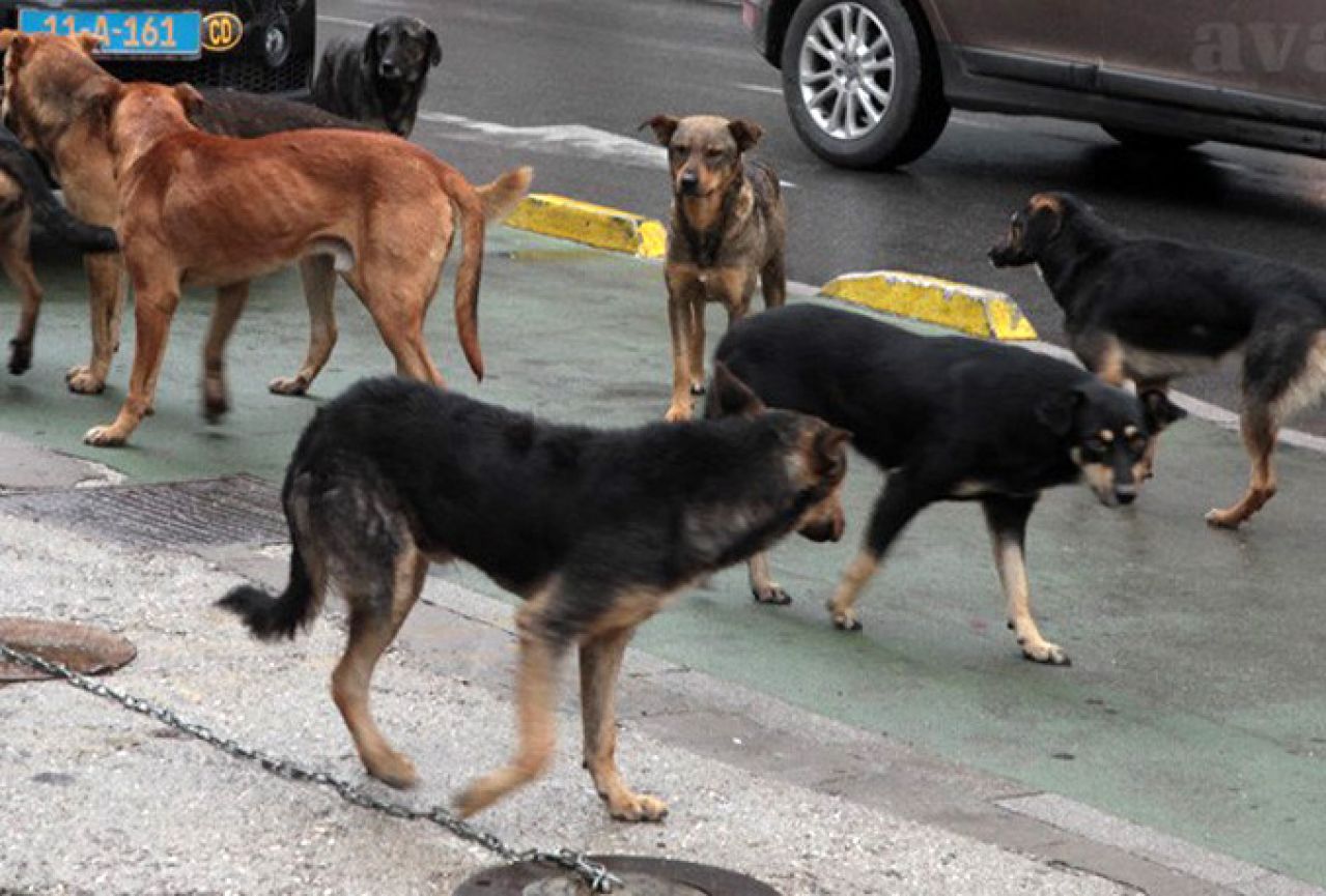 Zaštitnici životinja napali šintera u Sarajevu 