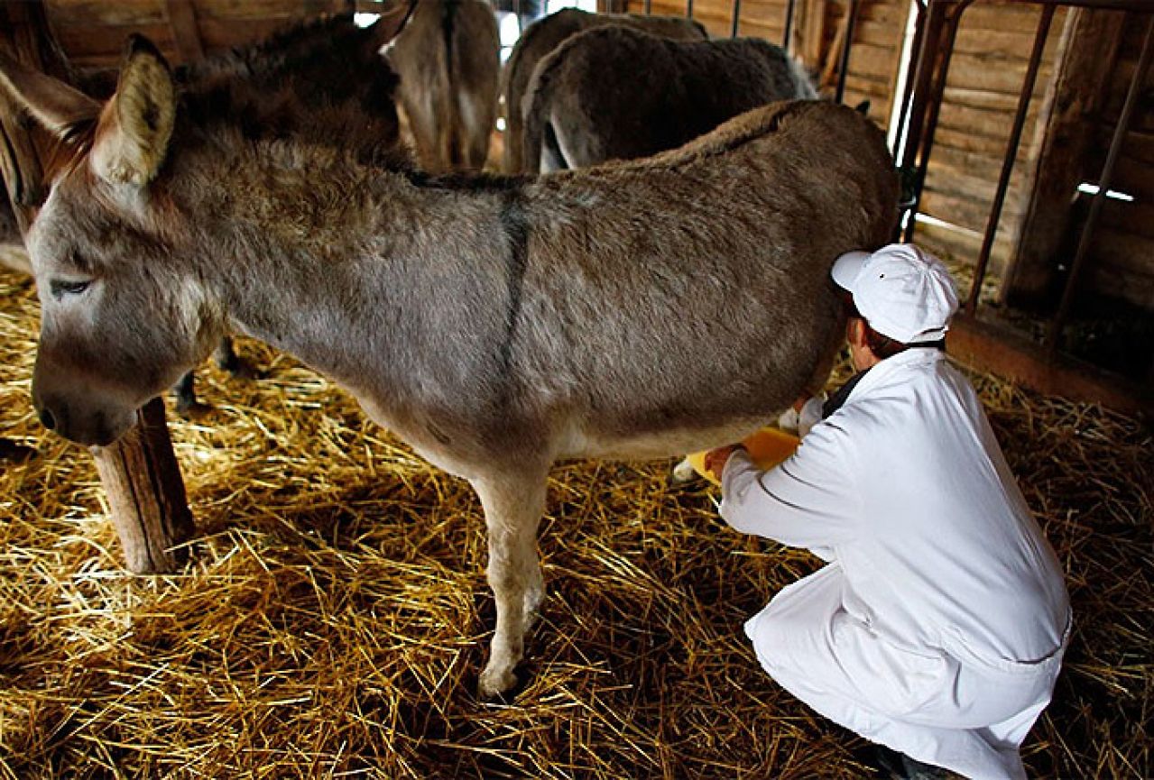 Mlijeko magarica na cijeni - litra 40 maraka, a kilo sira 1.000 eura