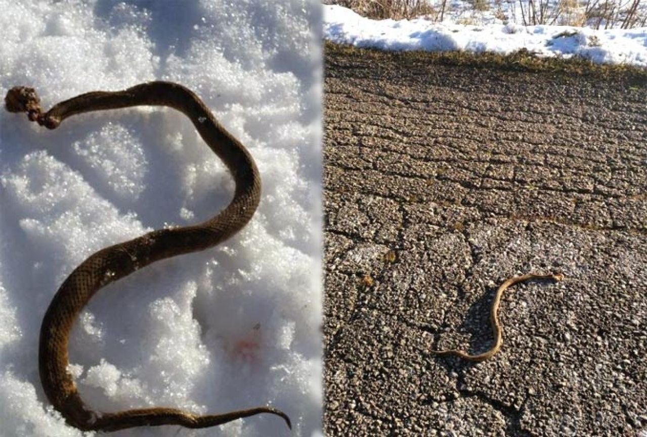 Ubili poskoka u Tomislavgradu!