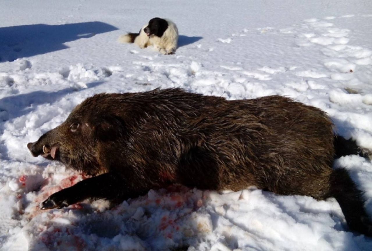 Ramski lovci ustrijelili divlju svinju tešku 150 kg