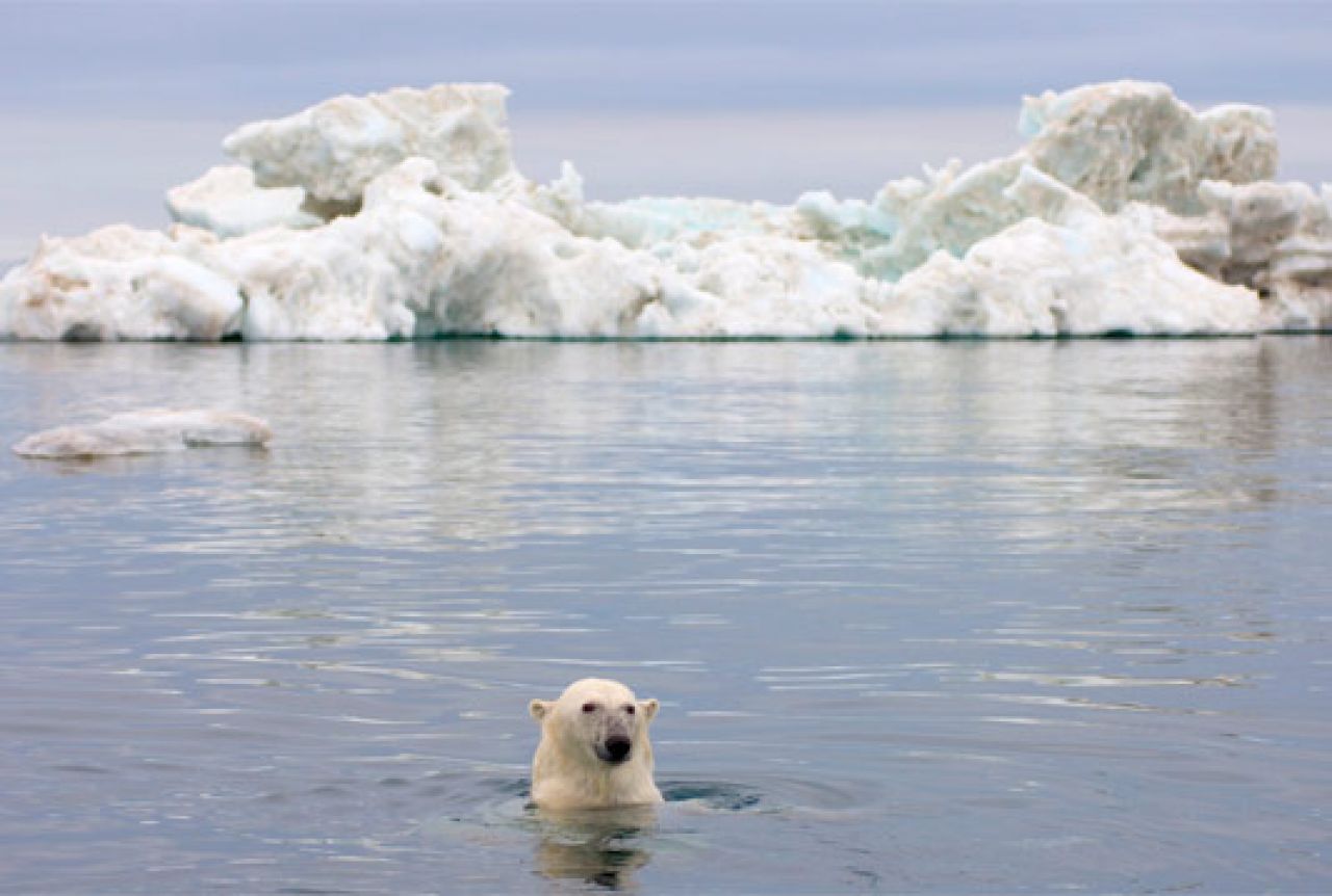 Polarni medvjedi traže sjever na sjeveru