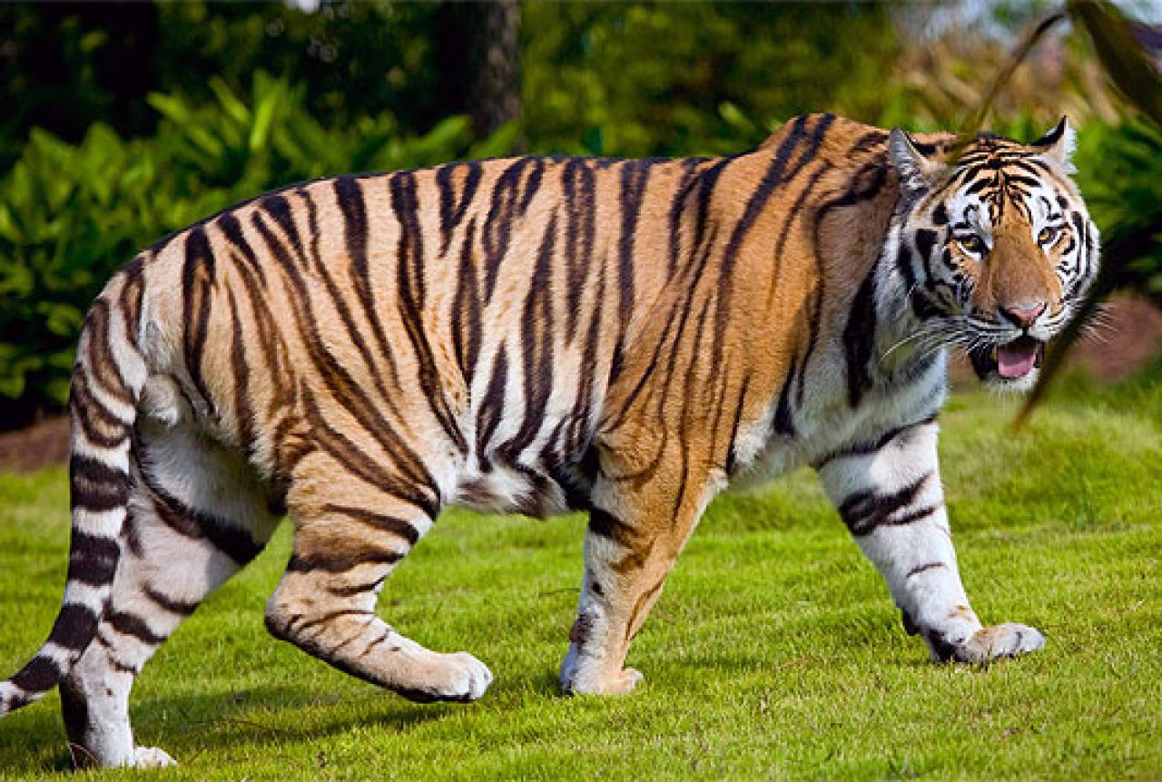 Ugrožena vrsta: Broj tigrova porastao za trećinu