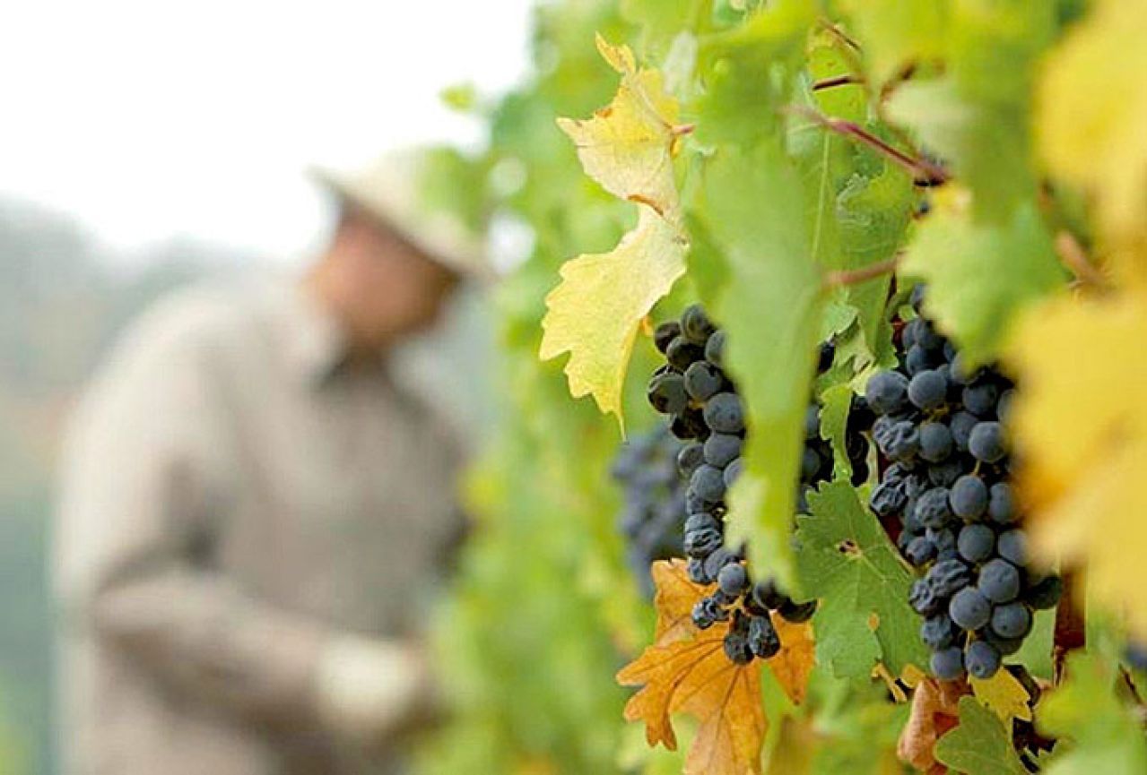 U RS-u proizvodnja grožđa za vino samo na određenim površinama