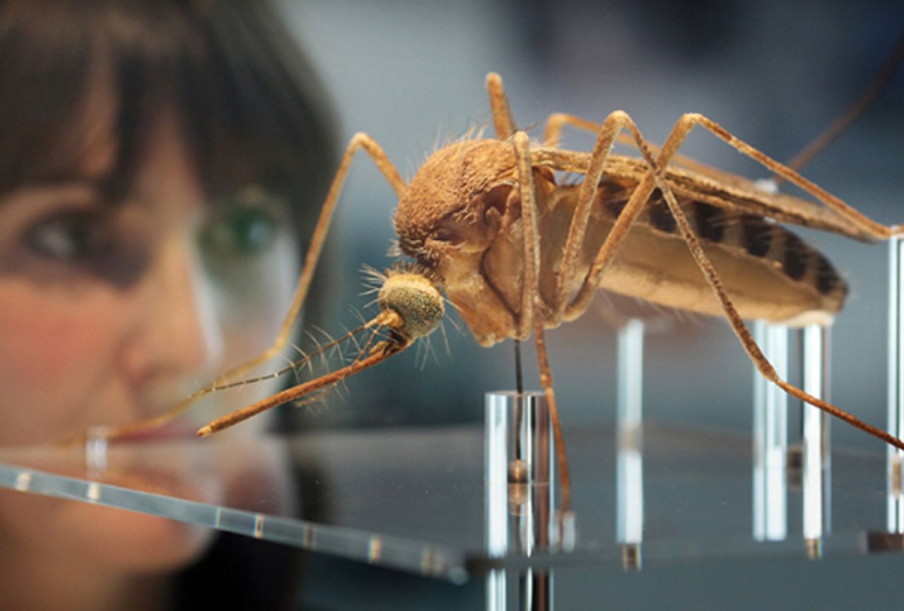 Amerikanci puštaju GMO komarce u prirodu?