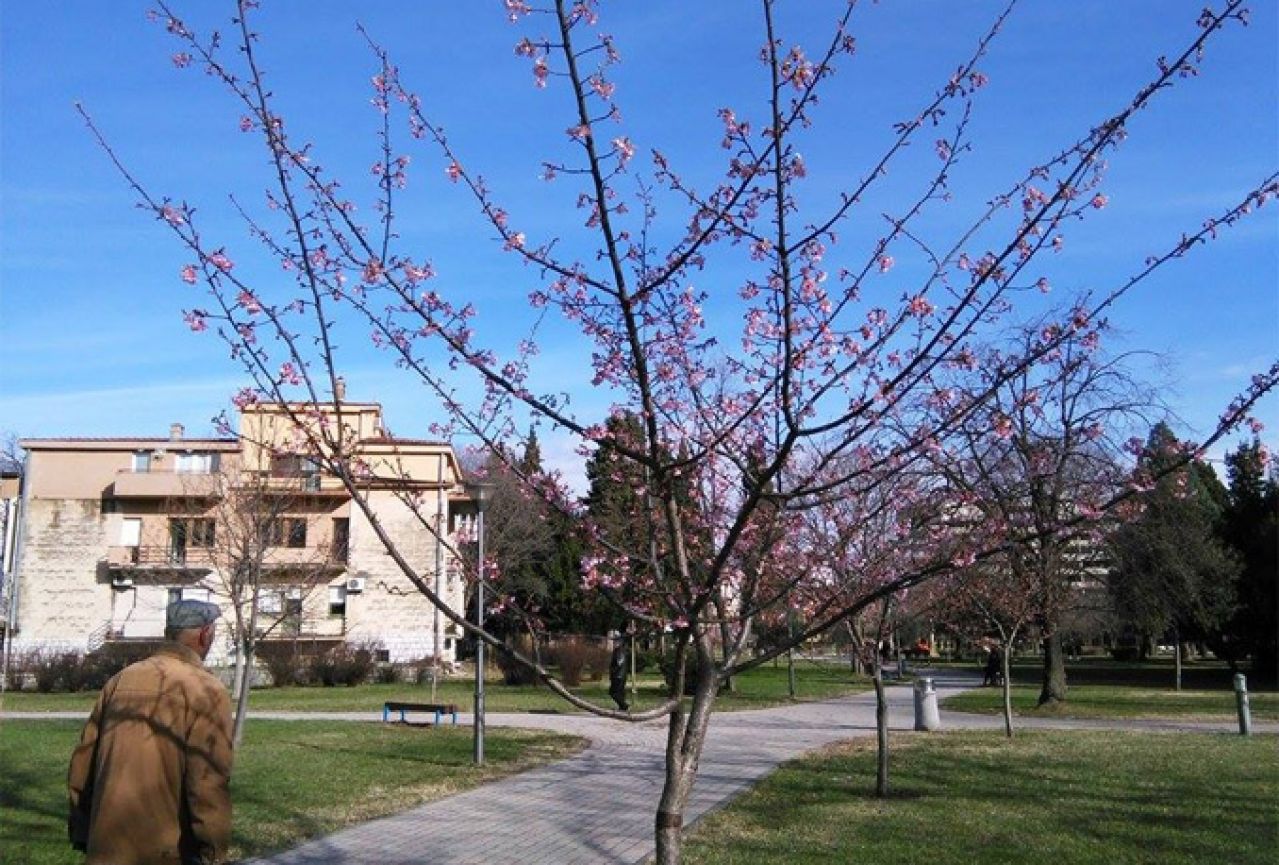 Mostarske boje: Kad procvjeta japanska trešnja...