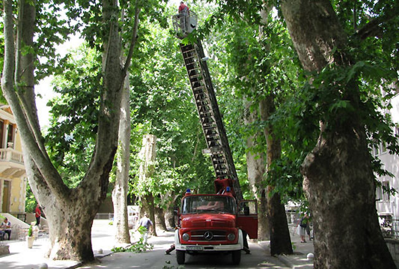 Budućnost mostarskih platana neizvjesna