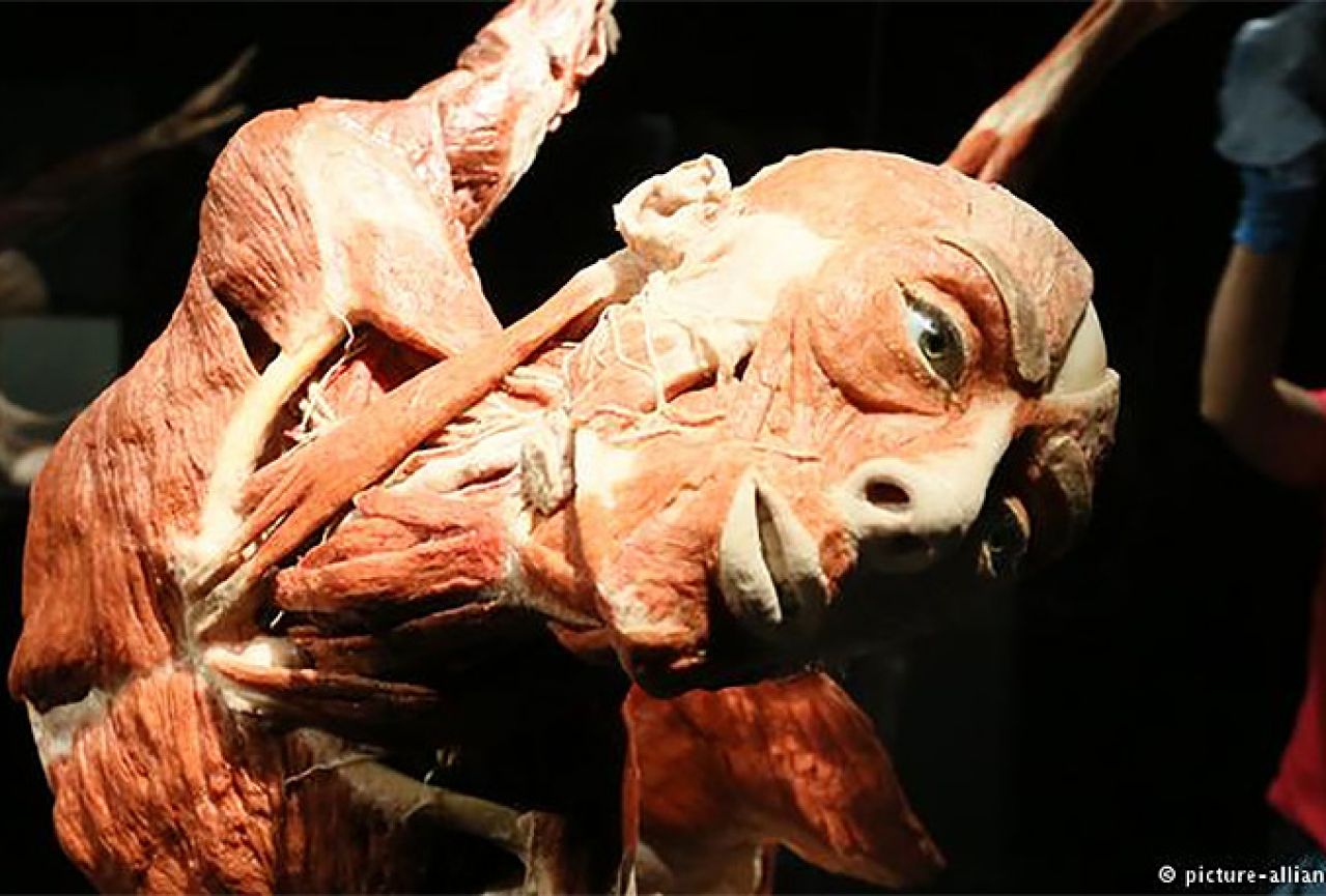 Izložba ljudskih organa i kostiju