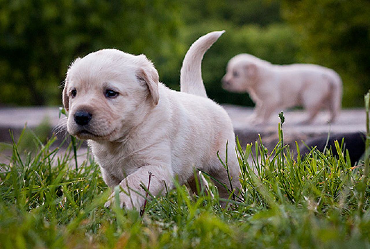 Labrador retriver 24 godinu zaredom prvi na listi najomiljenijih pasa