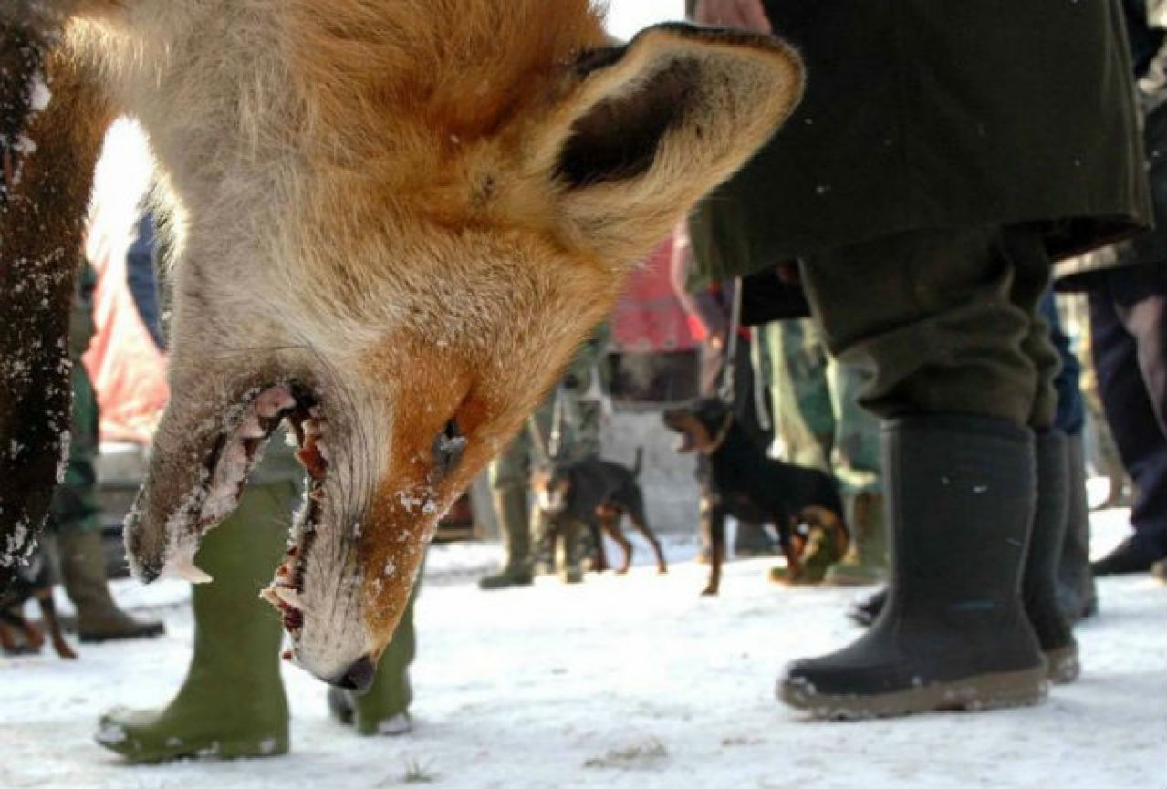 U lovačkoj potjeri ubijeno pet lisica
