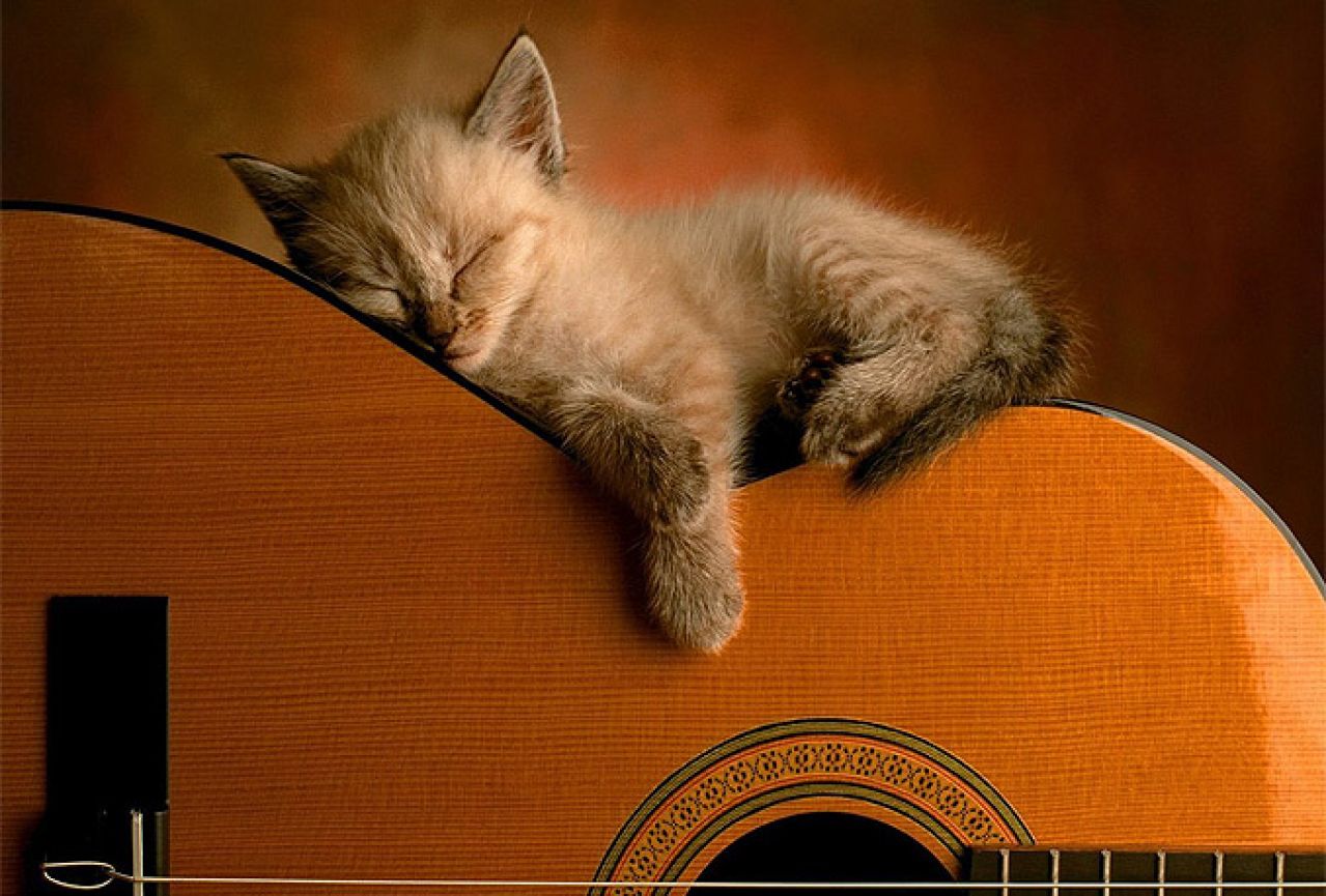 Neobična misija: Znanstvenici skladali glazbu za mačke