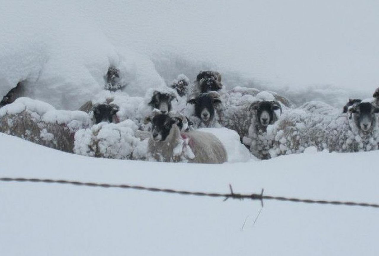 Glamoč: Skoro tisuću ovaca stradalo u snježnoj oluji
