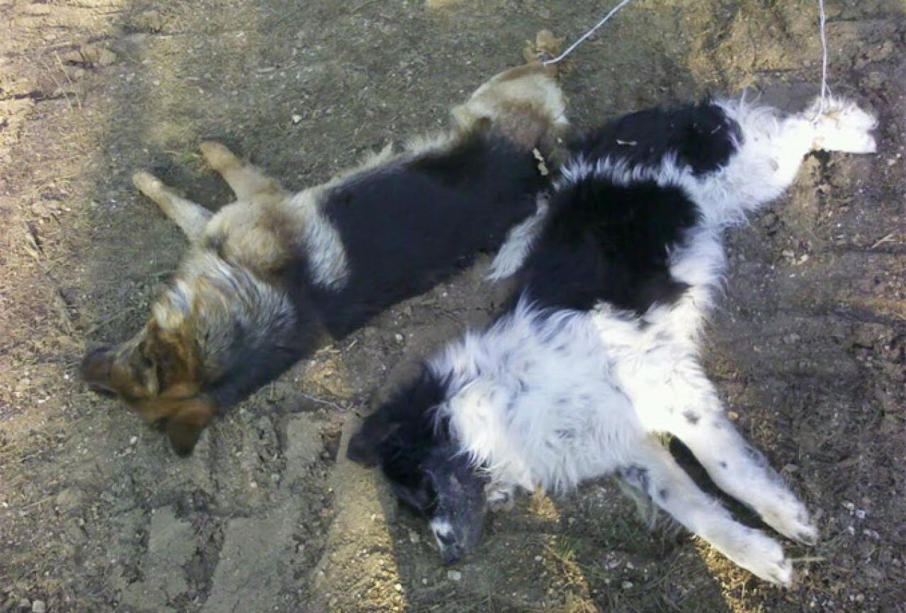 Otrovani psi: Najveći nevesinjski spor se nastavlja
