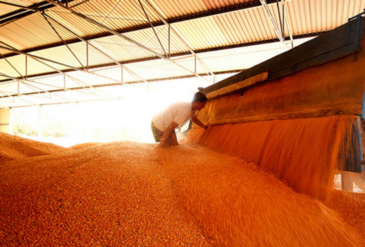 Prisvojio 16.000 tona kukuruza i 5.500 tona pšenice iz robnih rezervi države
