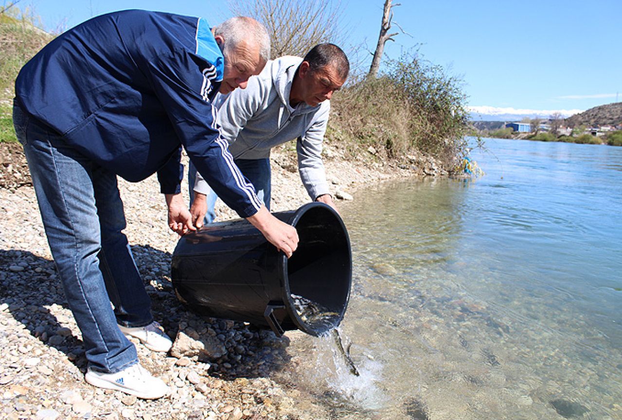 Pet tisuća riba pušteno u Neretvu