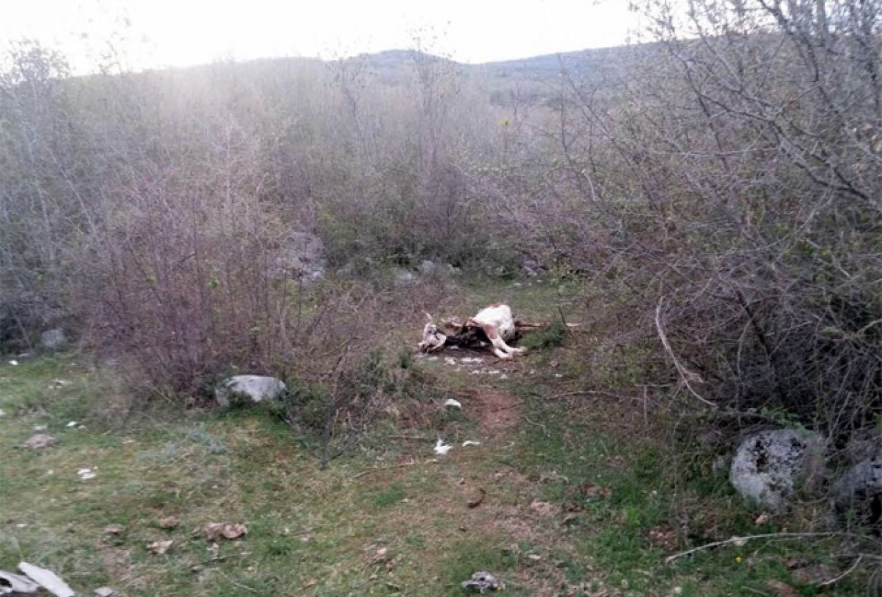 Mostar: Mrtve krave danima nitko nije uklonio!