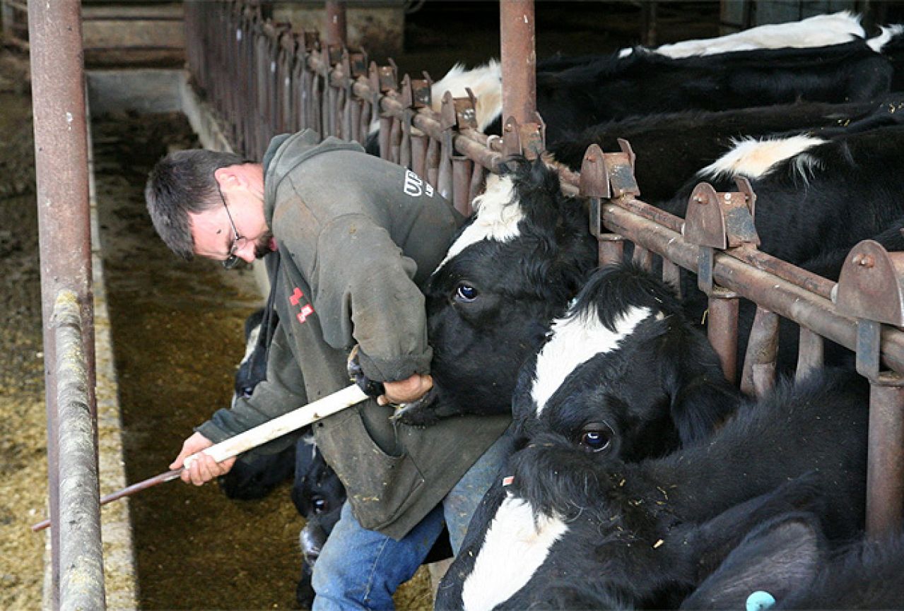 Zbog mogućih bolesti: Veterinari preventivno kontroliraju goveda 