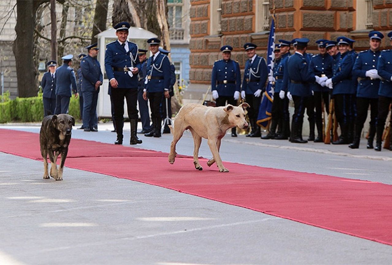 Psi lutalice prošetali crvenim tepihom ispred Predsjedništva