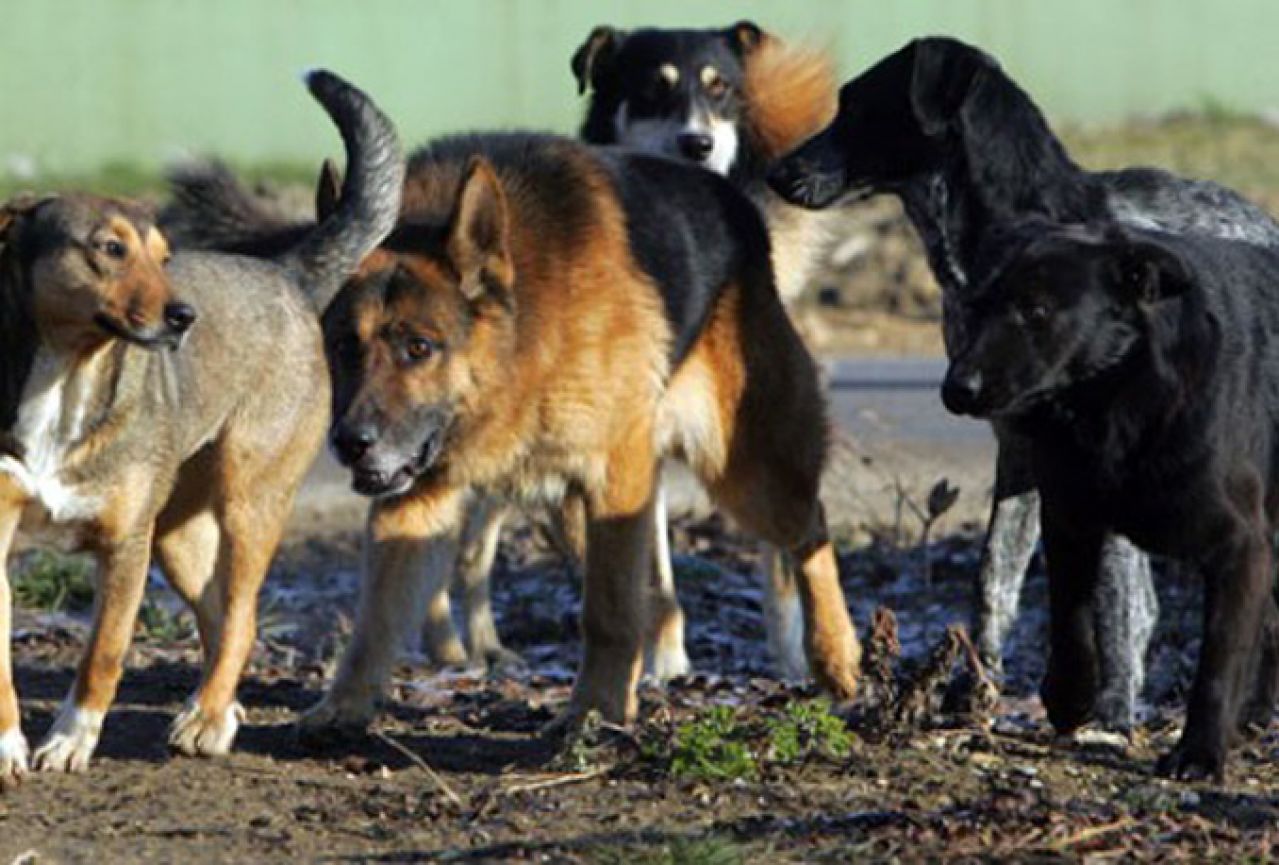 Mostar: Psi lutalice zaklali više od 20 koza