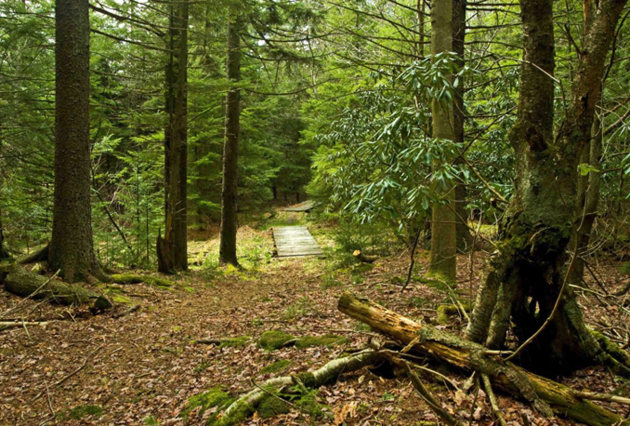 Šumama u Središnjoj Bosni prijeti odumiranje