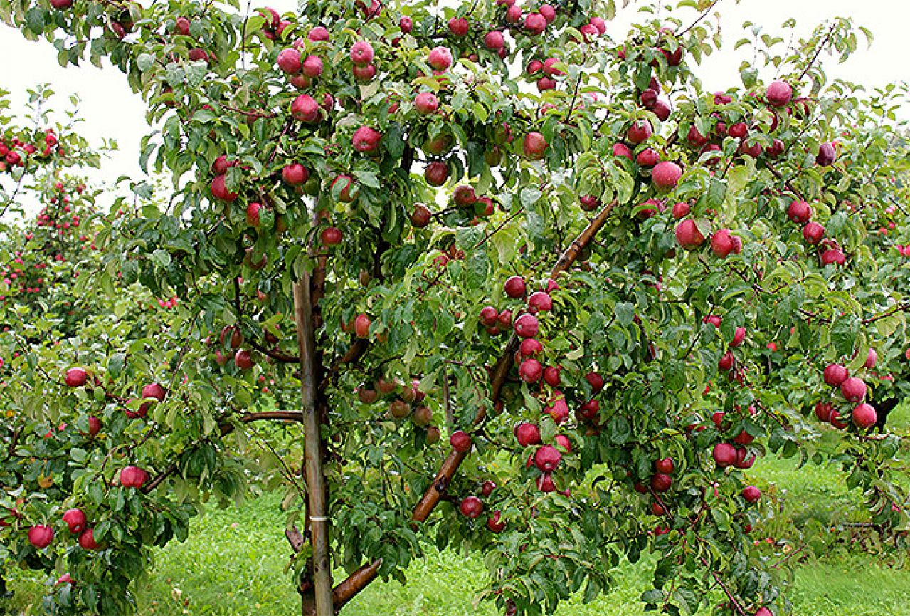 Poljoprivrednici u HNŽ-u dobili preporuku za zaštitu jabuka