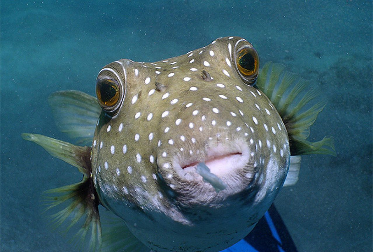 U Dubrovniku uhvaćena najotrovnija riba na svijetu