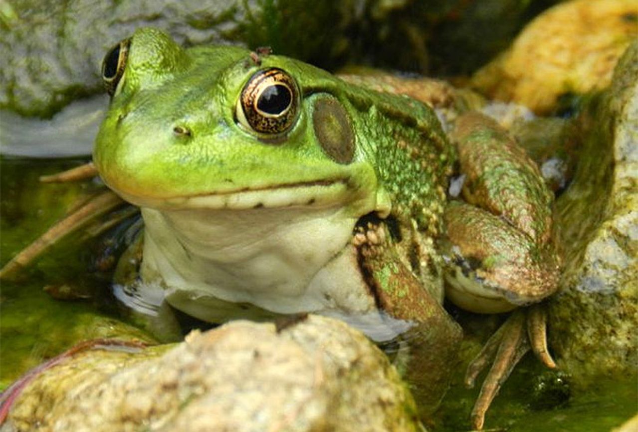 Počela sezona lova na žabe u Neretvi