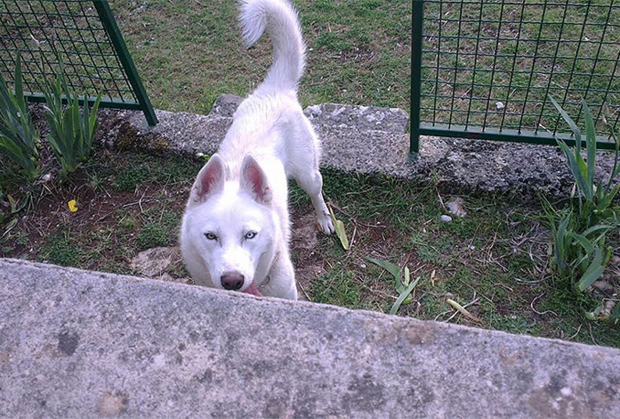 Mostar: Traži se husky