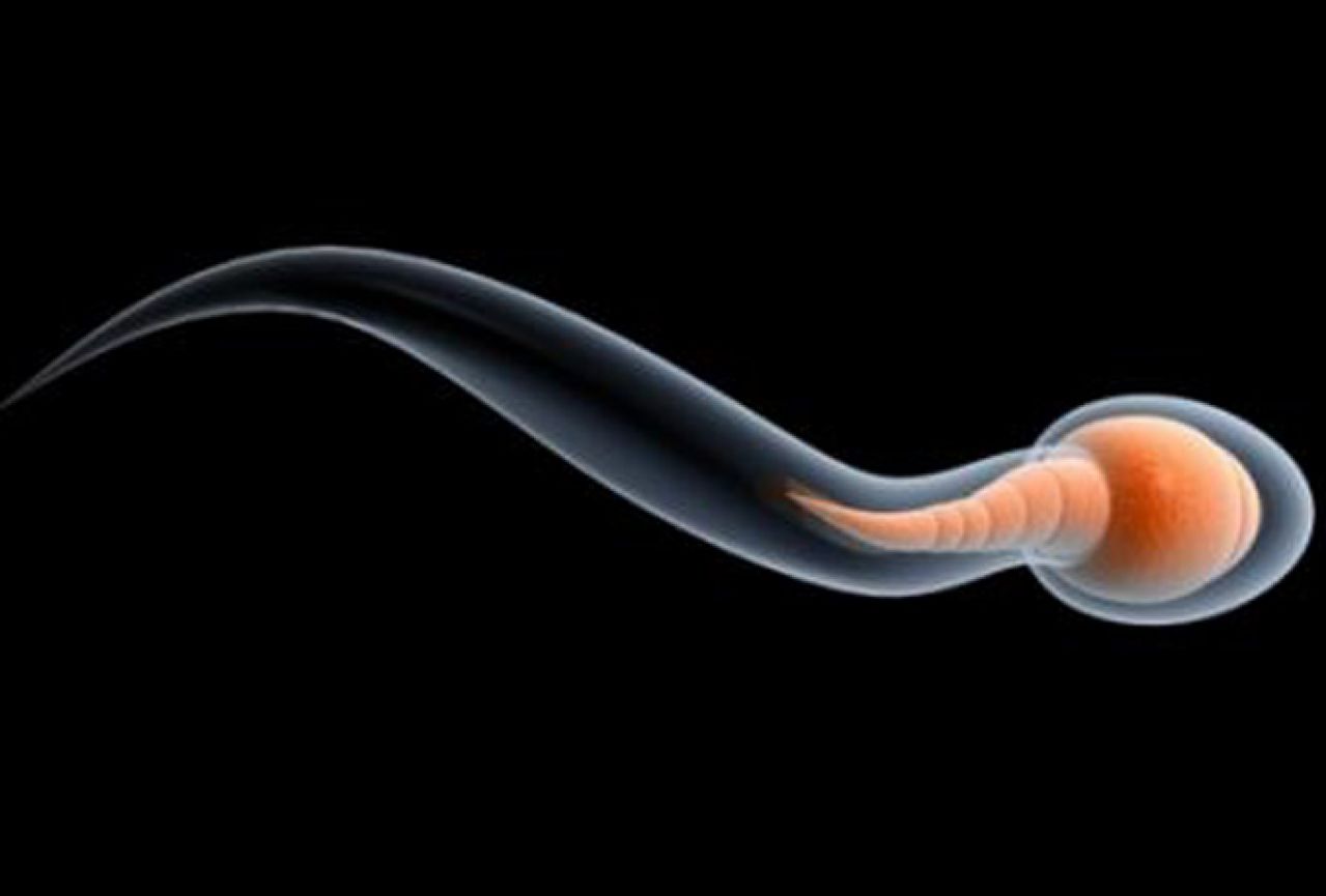 можно ли улучшить морфологию спермы фото 54
