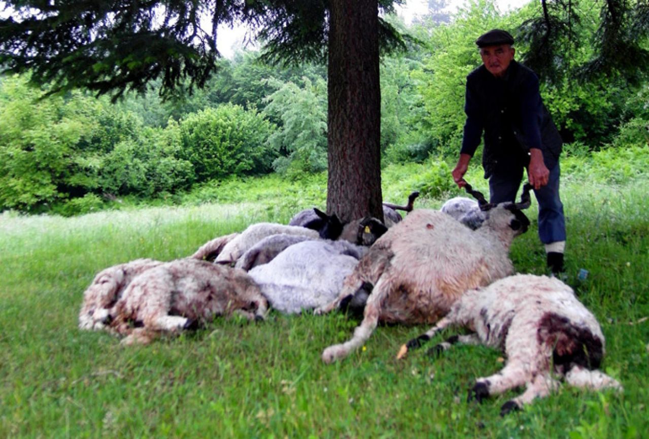 Grom usmrtio 16 ovaca