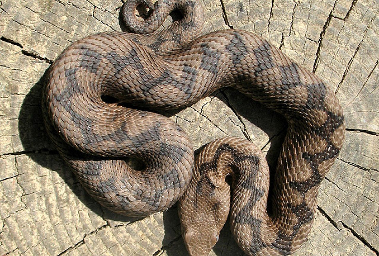 Tvrdnje da je proljetni otrov zmije najopasniji su samo priče