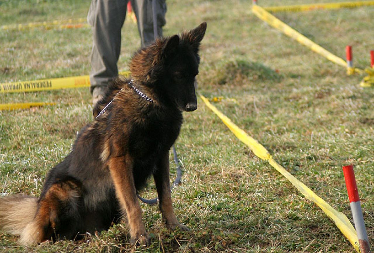 Federalnoj upravi civilne zaštite uručena tri psa za otkrivanje mina