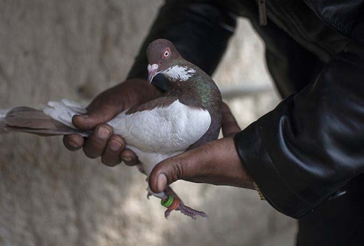 Indijska policija uhitila goluba, uvjereni da je pakistanski špijun