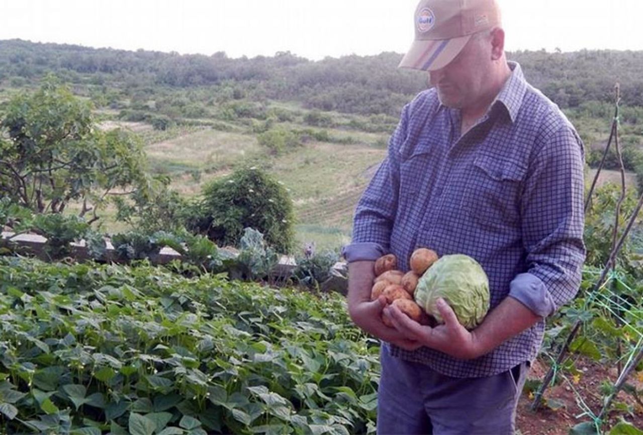 Hercegovački poljoprivrednici na izdisaju: Mukotrpan rad  ni za kakvu zaradu