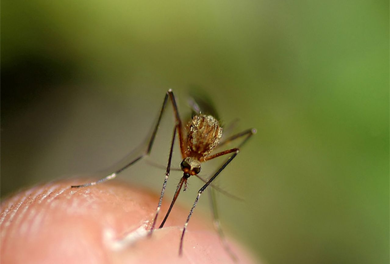 Zamke za komarce: Riješite se vampira koji nam svako ljeto piju krv