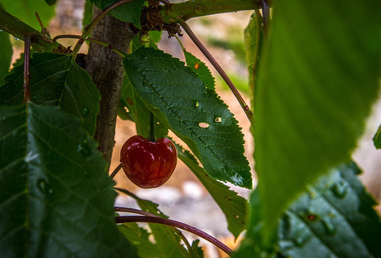 Jesu li trešnje čudotvorno voće?
