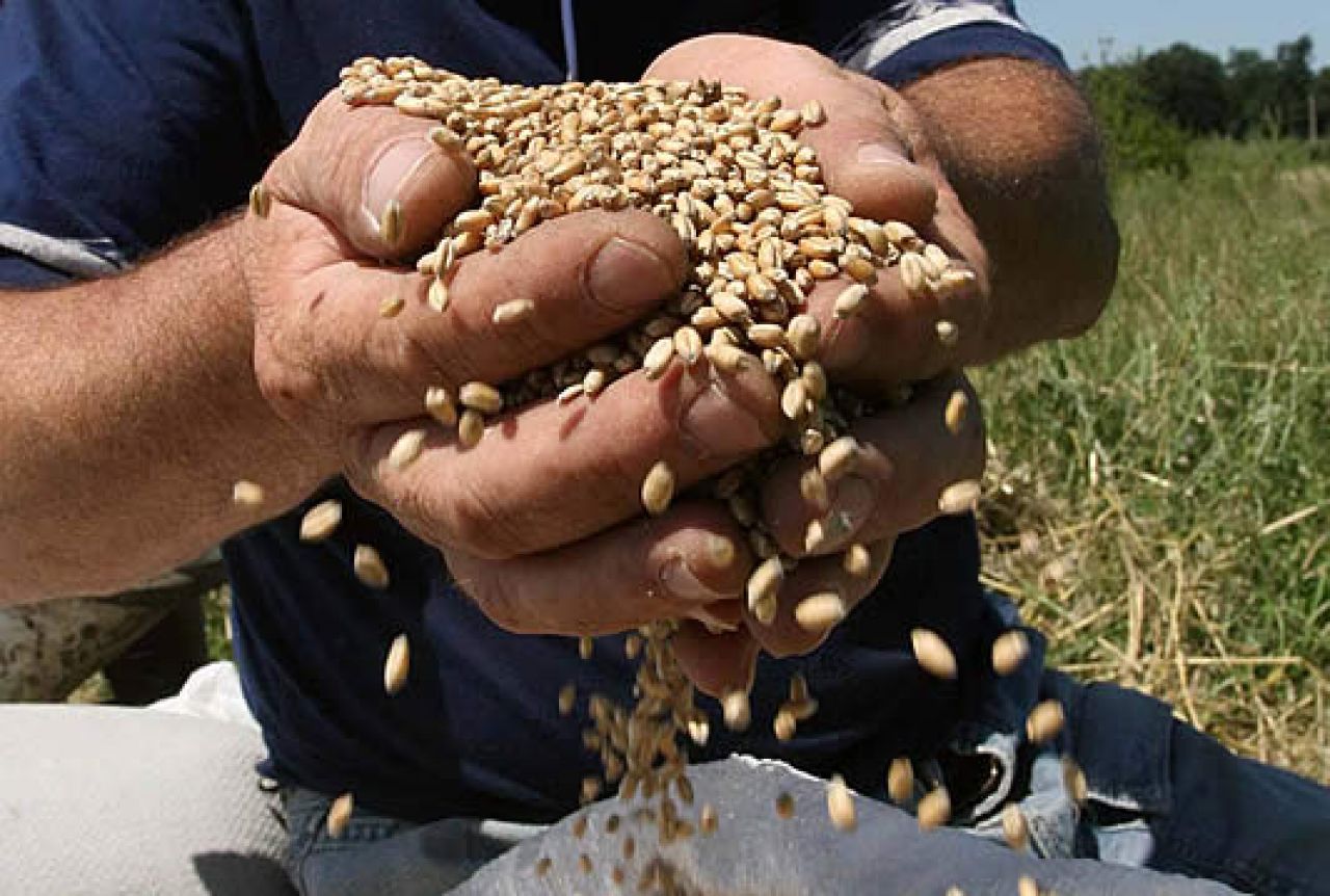 Klas želi otkupiti što je više moguće domaće kvalitetne pšenice