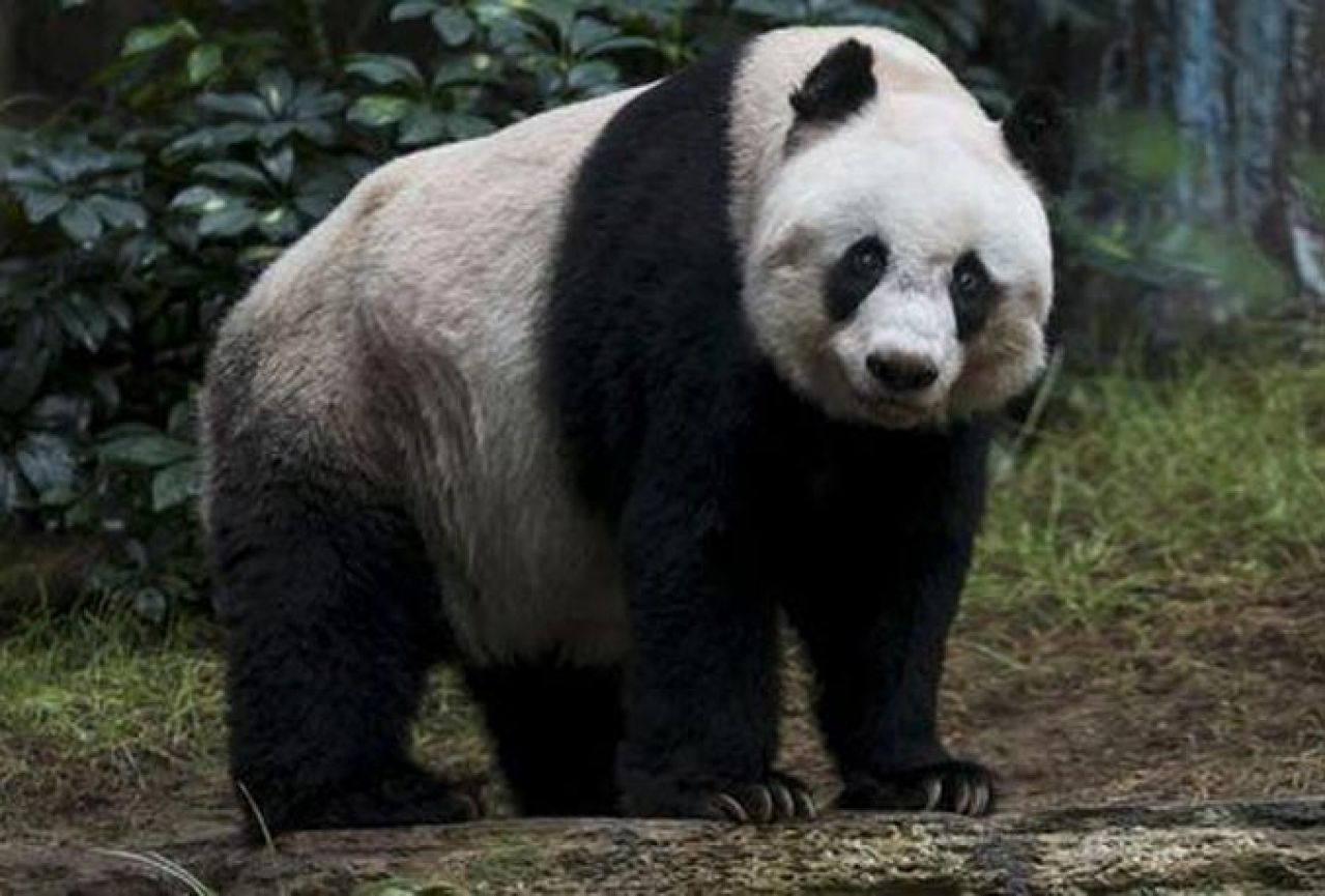 Panda Jia Jia obara rekord