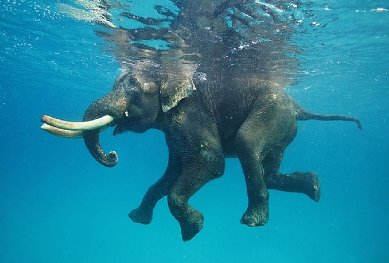 U Japanu otvoren prvi bazen za slonove na svijetu