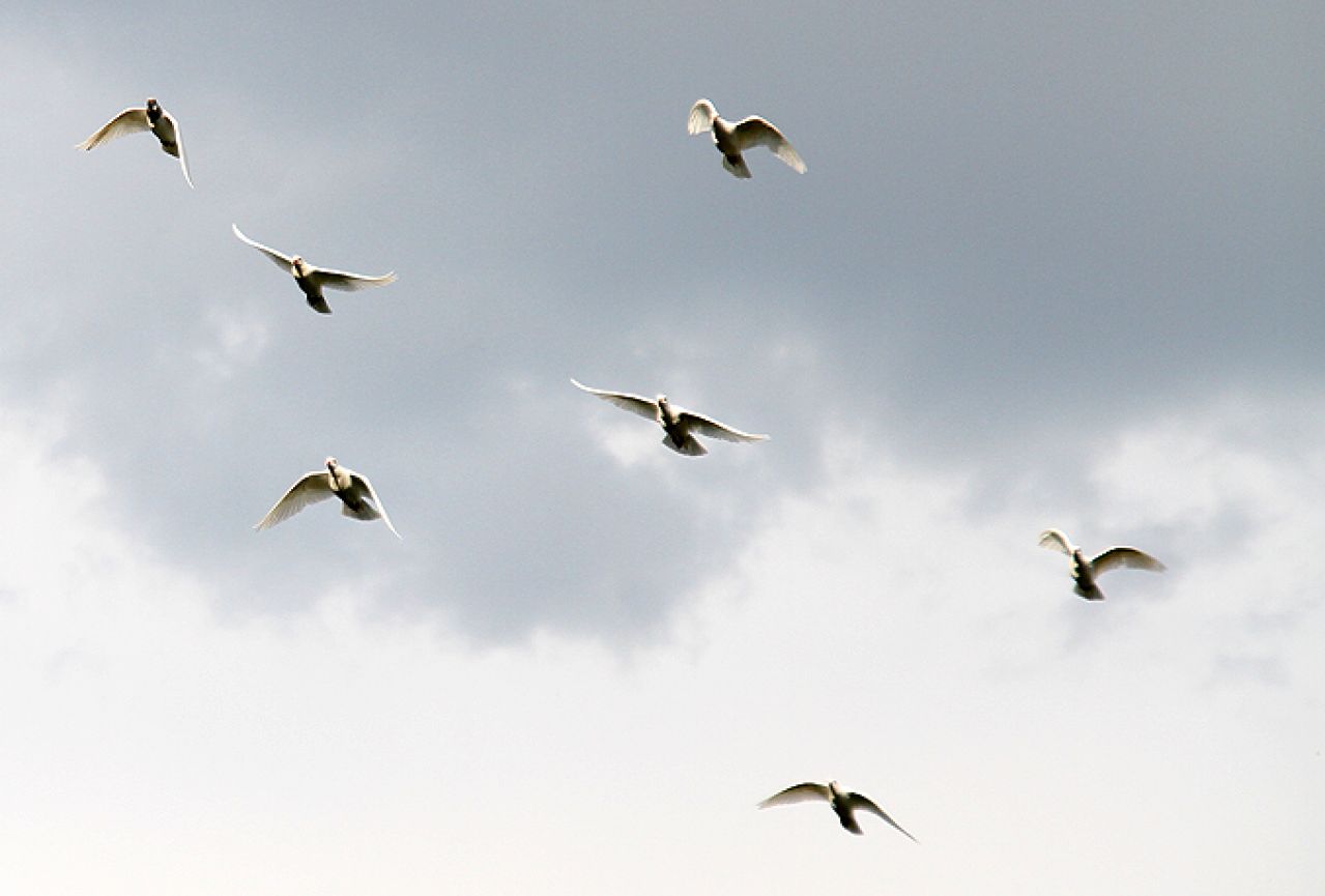Let za slobodu: Više od dvije tisuće golubova letjet će iz Vukovara u Knin i nazad