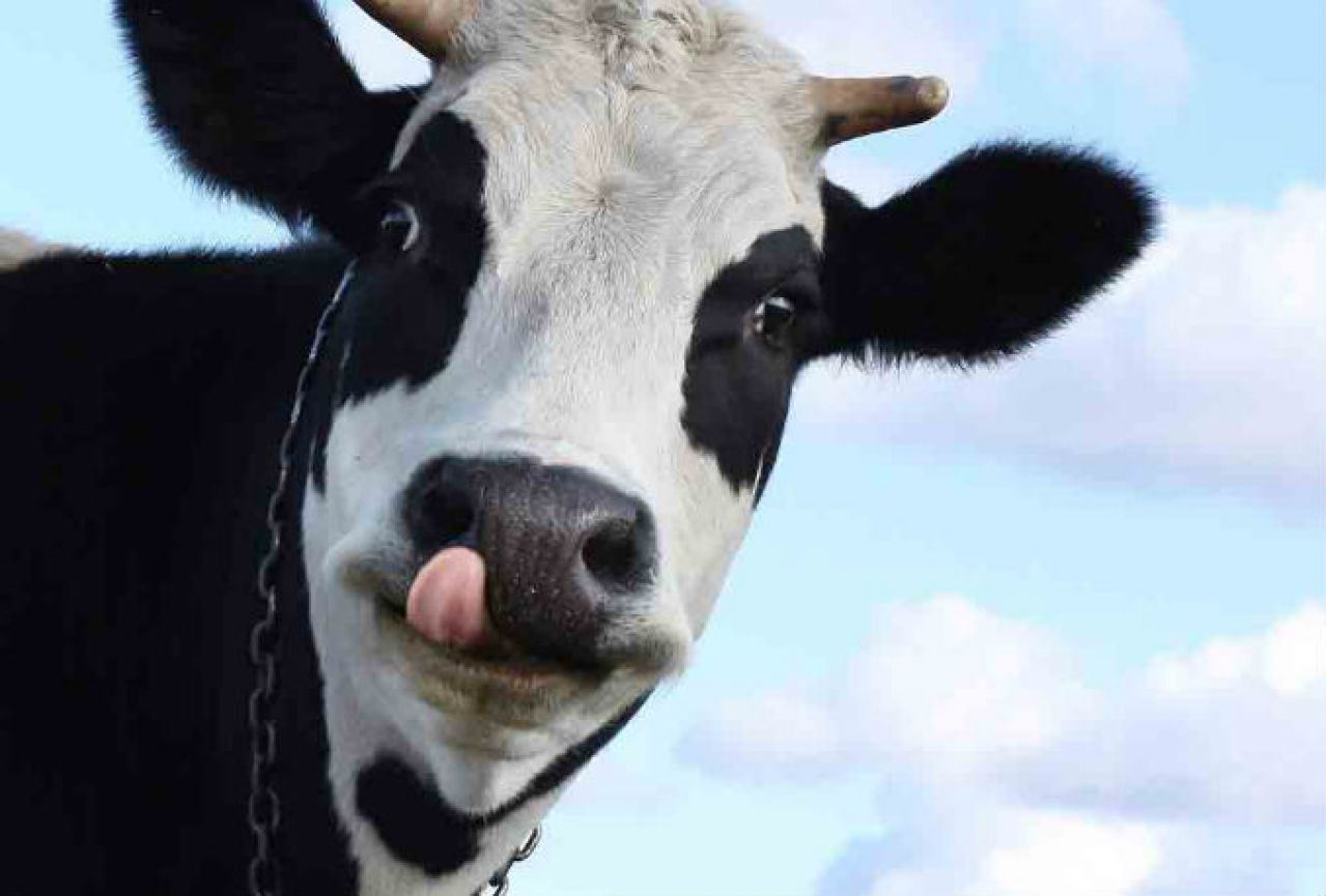 Nova hrana smanjuje vjetrove kod krava i spašava planetu
