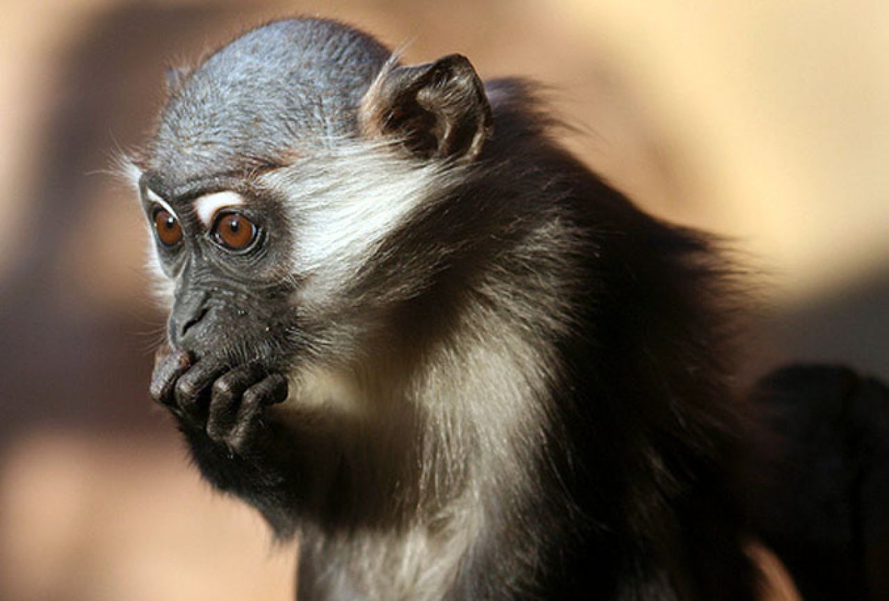 Skopje: Ukrali majmuna iz zoološkog vrta