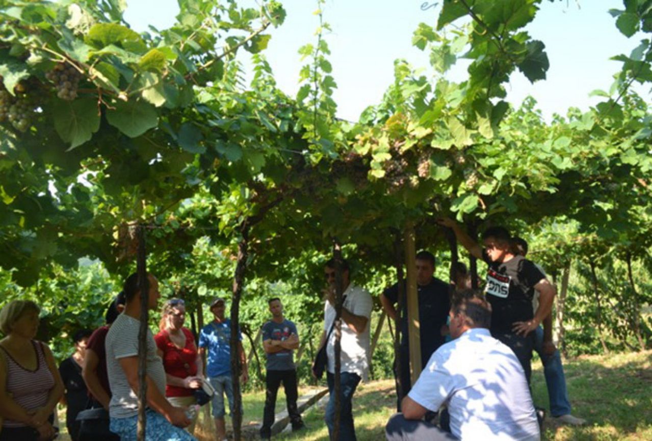 Žepčaci žele postati poznati po uzgoju vinove loze i proizvodnji vrhunskih vina